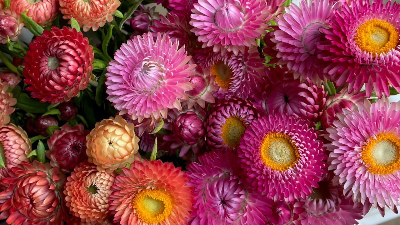 Half hardy annual flower seeds