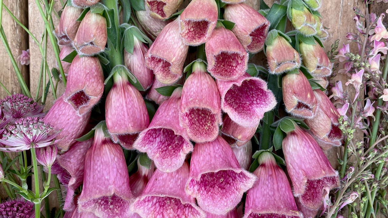 Foxglove blooms