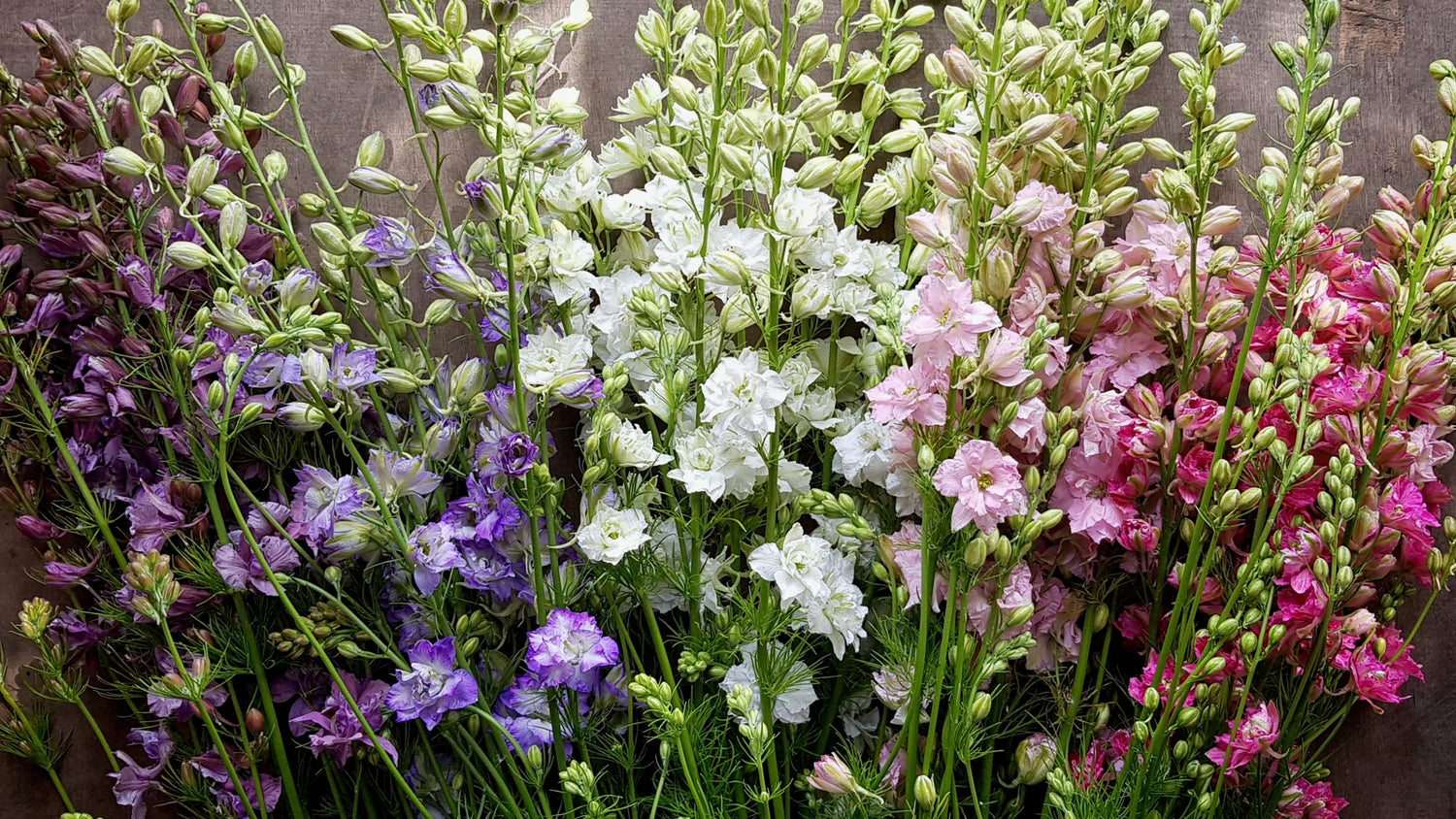 Hardy annual flower seeds