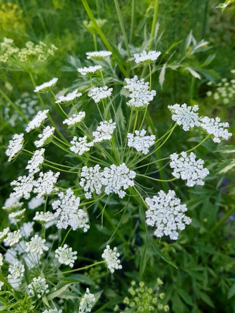 ammi flower seeds Ammi majus Queen of Africa