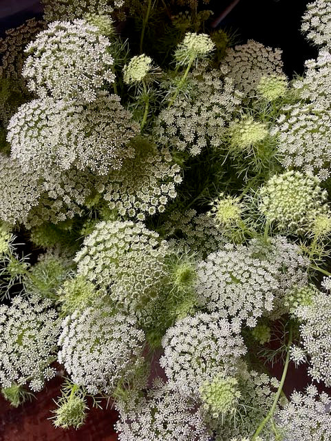 Ammi visnaga Green Mist