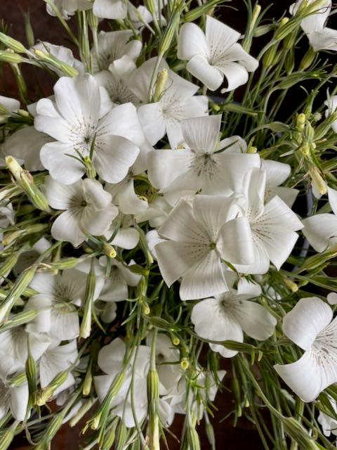 Agrostemma githago Ocean Pearl