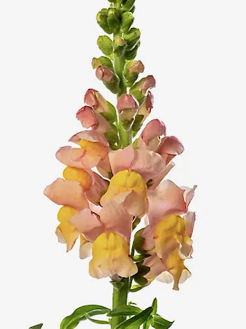 Antirrhinum majus Avignon Apricot II F1