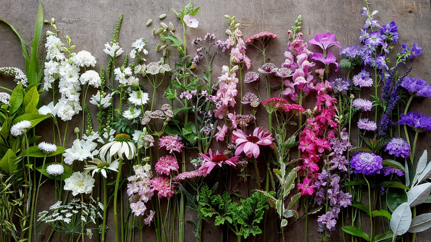 New varieties for 2026!