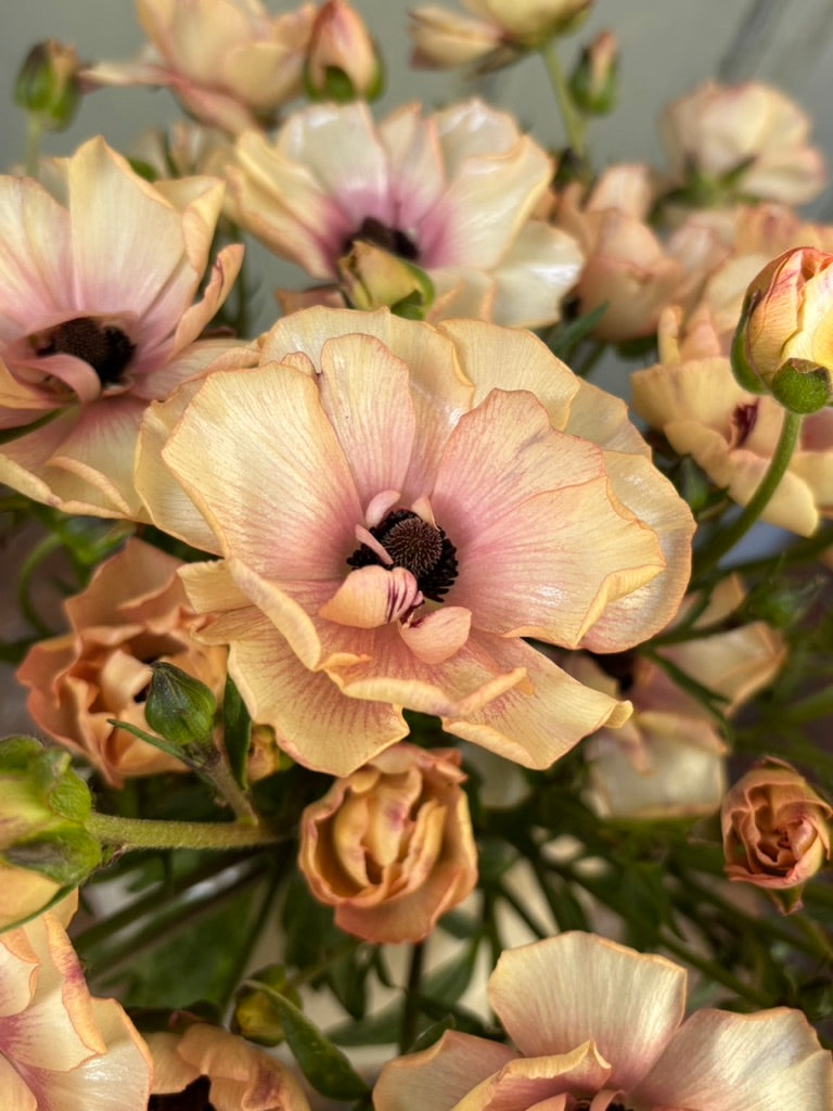 Ranunculus Butterfly Hestia®