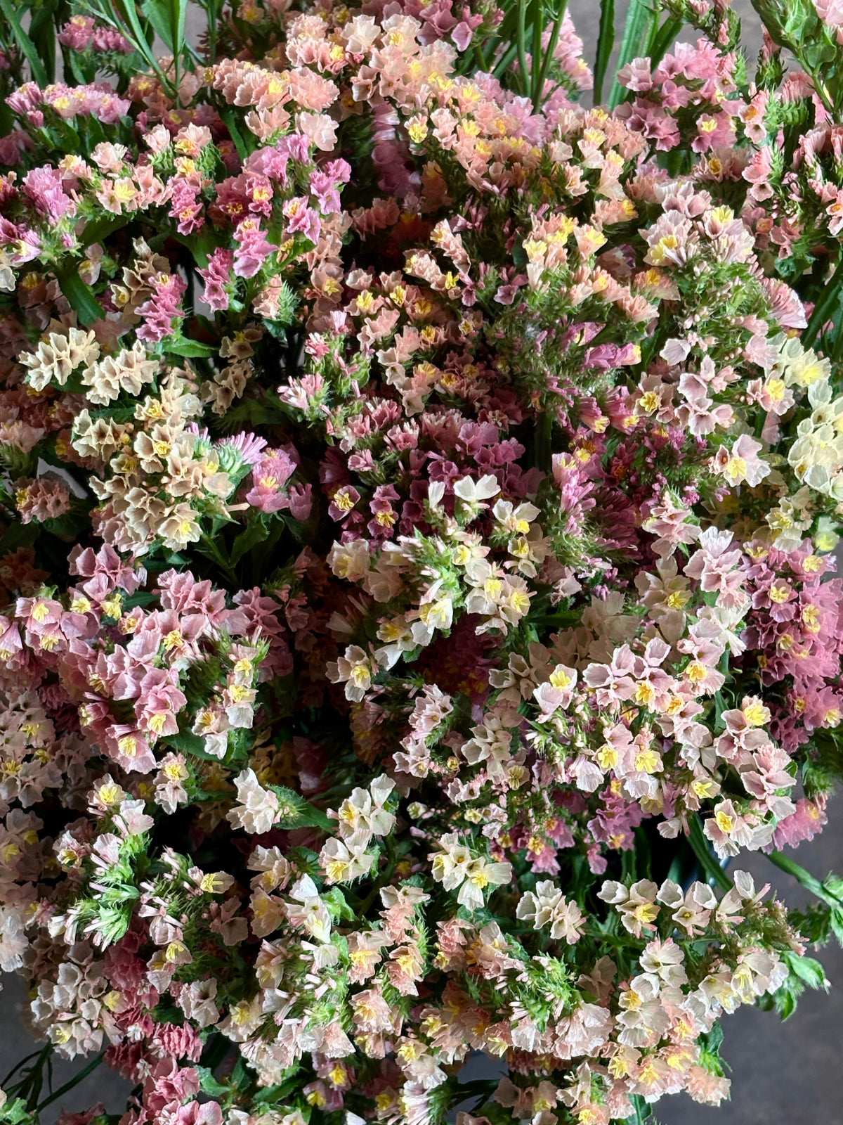 Limonium sinuatum Sunset Mix
