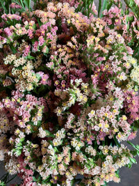 Limonium sinuatum Sunset Mix