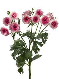 Ranunculus Butterfly Hera®