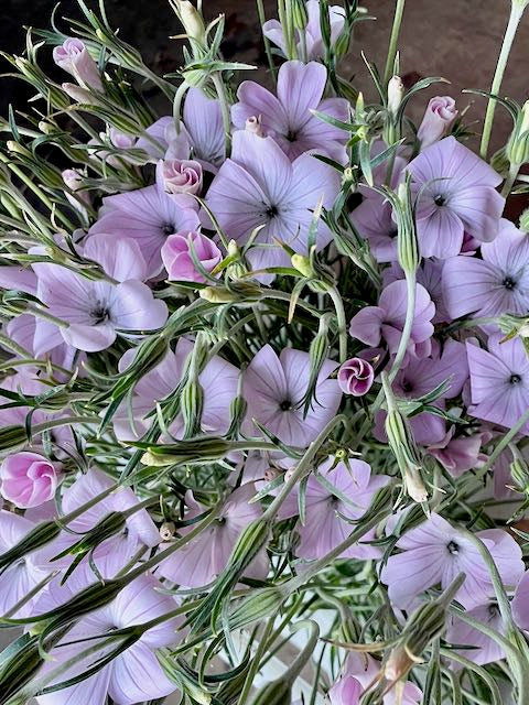 Agrostemma githago Light Rose