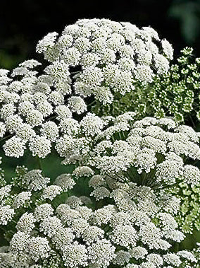 Ammi majus Queen of Africa