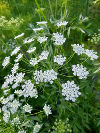 Ammi majus Queen of Africa