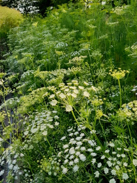 Ammi majus Queen of Africa