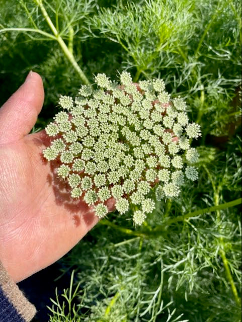 ammi flower seeds Ammi visnaga Green Mist