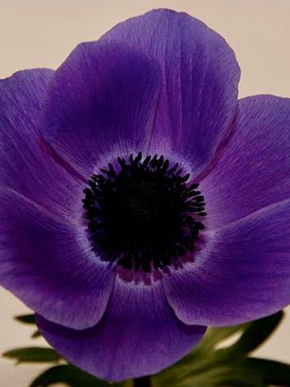 Anemone Marianne Lavender