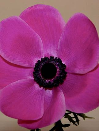 Anemone Marianne Orchid