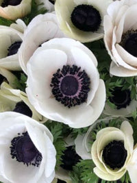 Anemone Marianne Panda