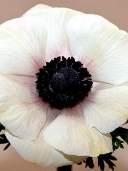 Anemone Marianne Panda