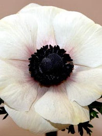 Anemone Marianne Panda