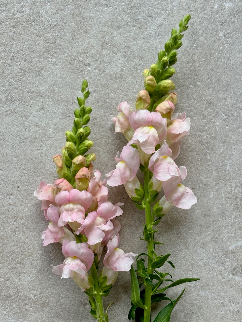 Antirrhinum majus Avignon Silver II F1