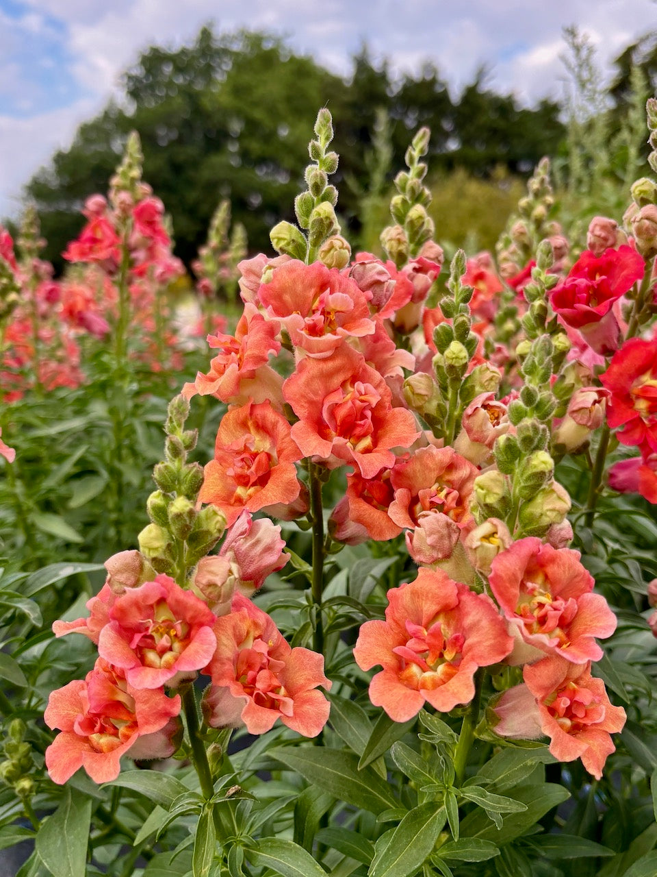 Antirrhinum majus Madame Butterfly Bronze F1