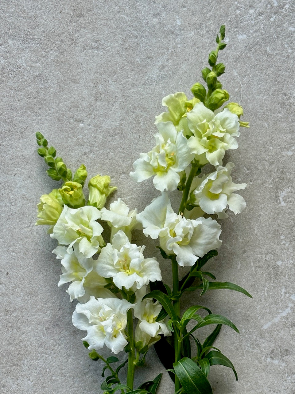 Antirrhinum majus Madame Butterfly Ivory