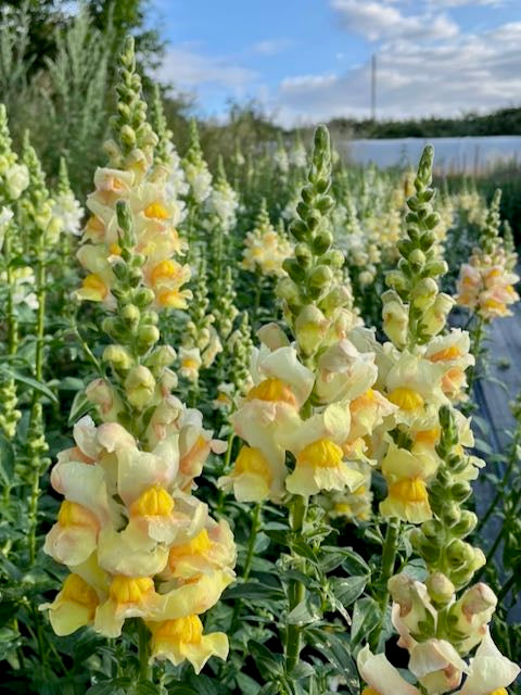 Antirrhinum majus Avignon Apricot II F1