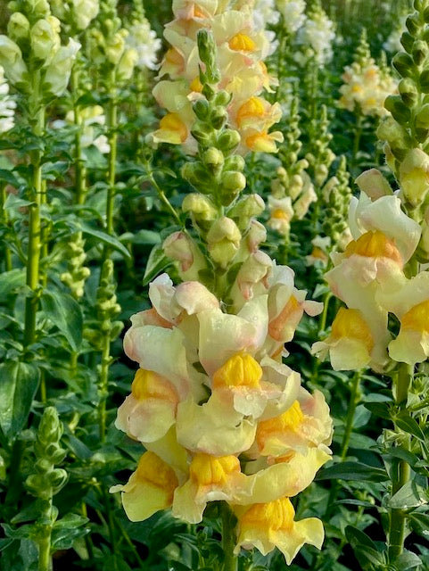 Antirrhinum majus Avignon Apricot II F1