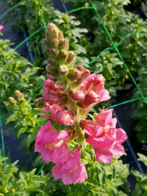 Antirrhinum majus Avignon Deep Rose II F1