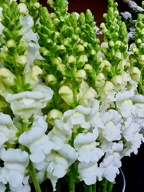 Antirrhinum majus Avignon White Improved II F1
