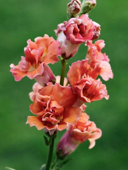 Antirrhinum majus Madame Butterfly Bronze F1