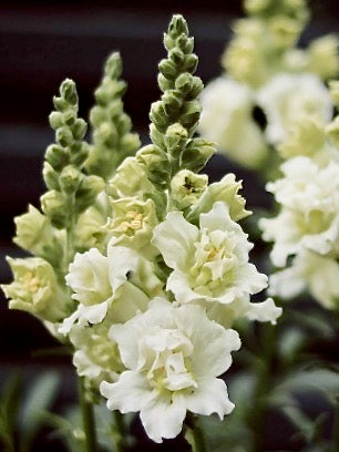 Antirrhinum majus Madame Butterfly Ivory