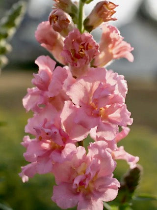 Antirrhinum majus Madame Butterfly Pink