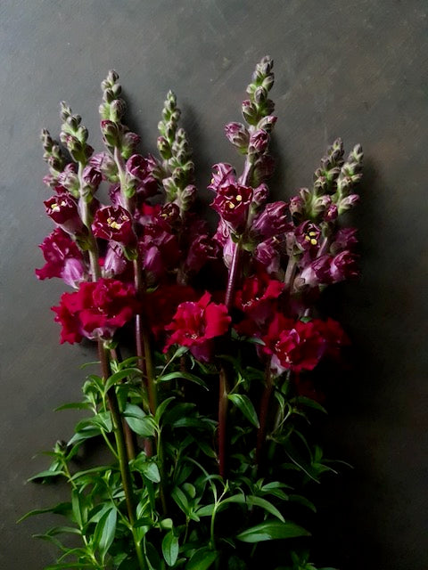 Antirrhinum majus Madame Butterfly Red F1