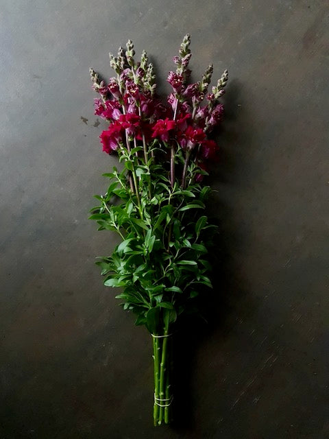 Antirrhinum majus Madame Butterfly Red F1