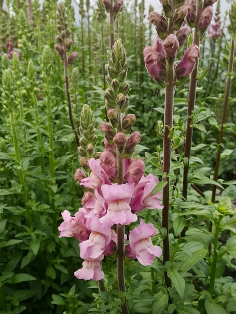 Antirrhinum majus Toulon Lavender IV-V F1