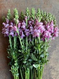 Antirrhinum majus Toulon Lavender IV-V F1