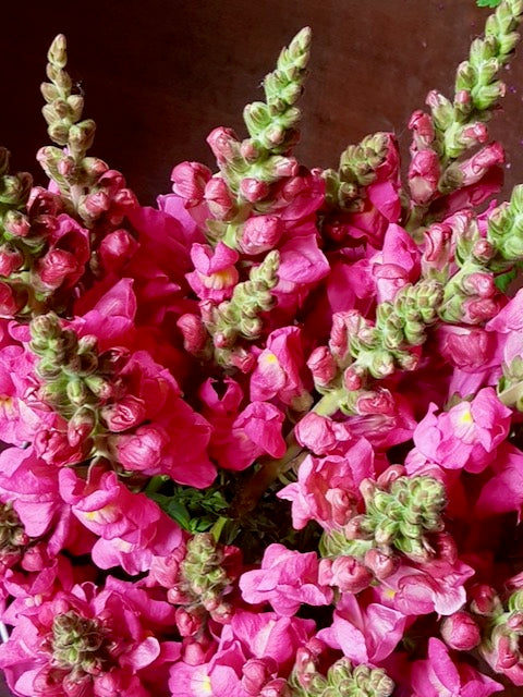 Antirrhinum majus Toulon Rose IV-V F1