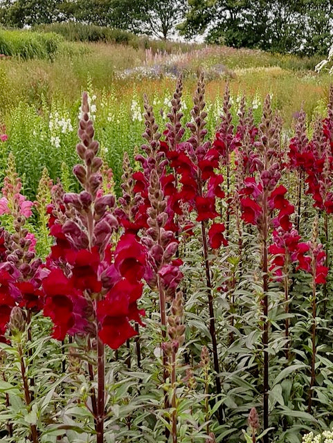 Antirrhinum majus Toulon Velvet IV-V F1