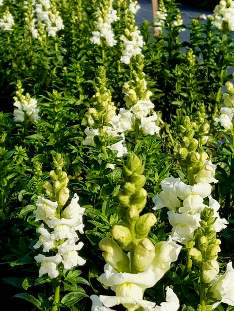 Antirrhinum majus Toulon White IV-V F1