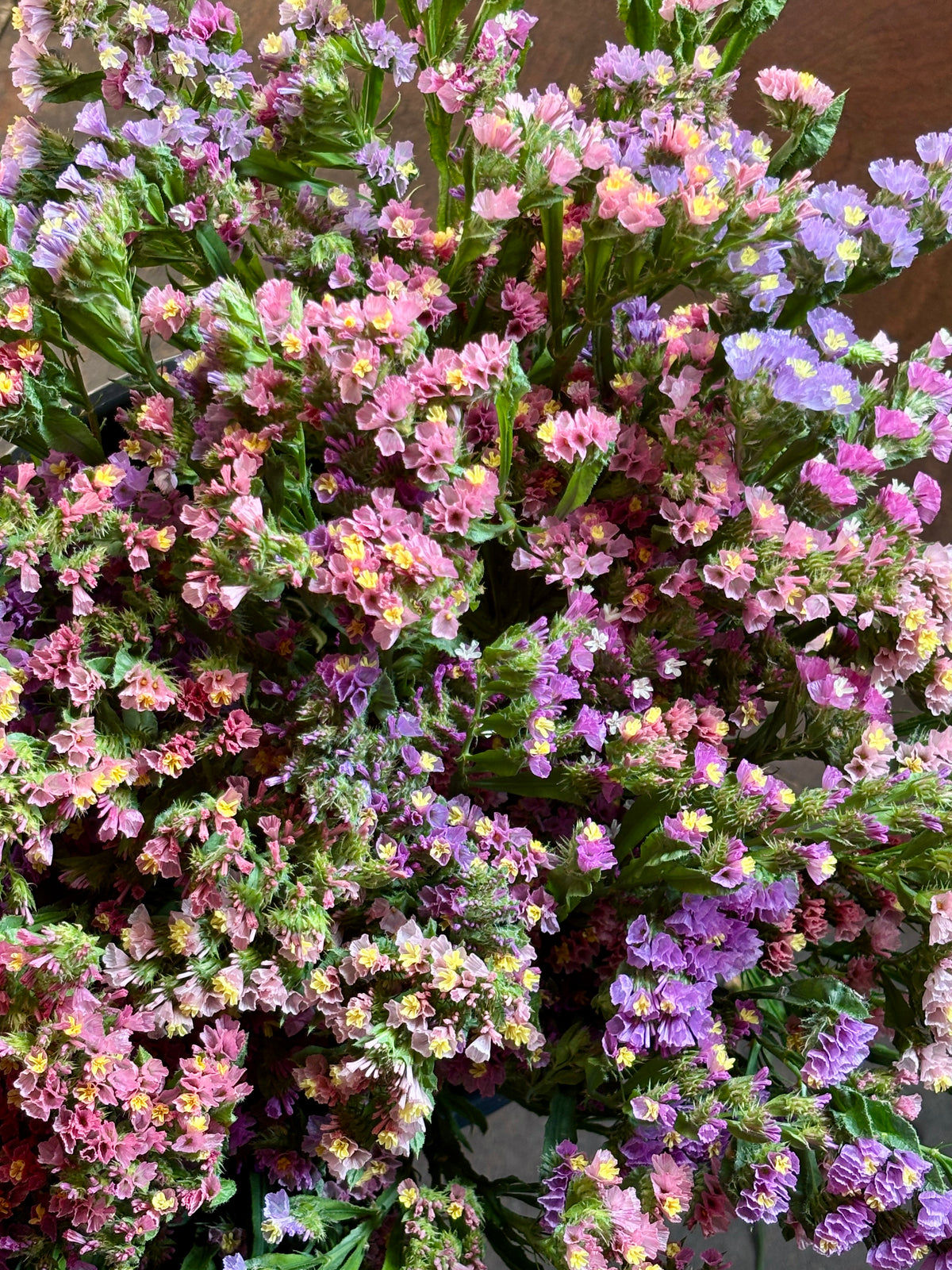 Limonium sinuatum Sunset Mix