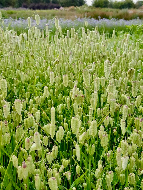 Briza maxima