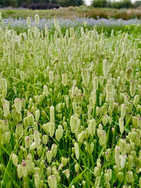Briza maxima