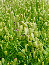 Briza maxima