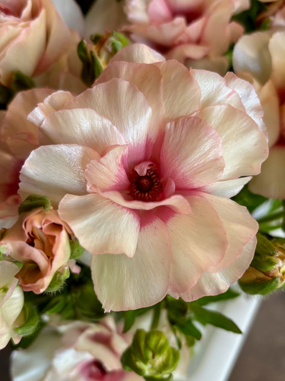 Ranunculus Butterfly Ariadne®