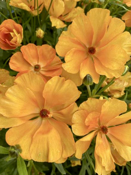 Ranunculus Butterfly Charis®