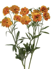 Ranunculus Butterfly Charis®