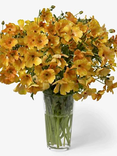 Ranunculus Butterfly Charis®