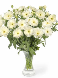 Ranunculus Butterfly Graces®