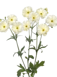 Ranunculus Butterfly Graces®