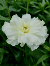 Ranunculus Butterfly Graces®